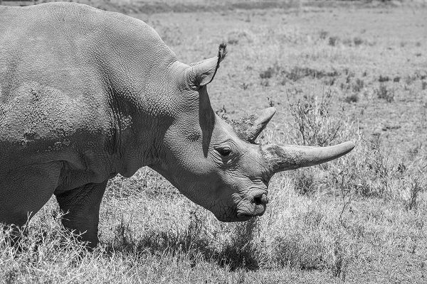 Hopkins, Cindy Miller 아티스트의 Africa-Kenya-Ol Pejeta Conservancy-one of last 2 critically endangered Northern white rhinos작품입니다.